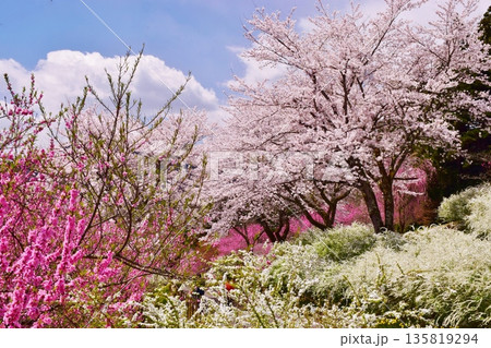 青空に映える春の彩り 135819294