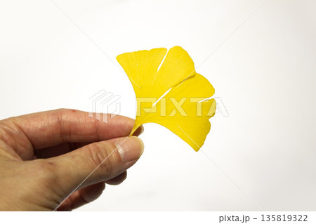 A hand holding a maple leaf 135819322