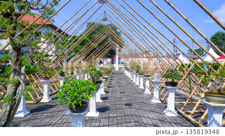 Row of Potted Bonsai Trees Under Bamboo Canopy at Outdoor Art Show Row of Potted Bonsai Trees Under Bamboo Canopy at Outdoor Art Show 135819348