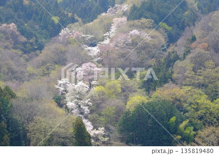 春霞に咲く尾根筋の桜　【相模原市津久井　4月】 135819480