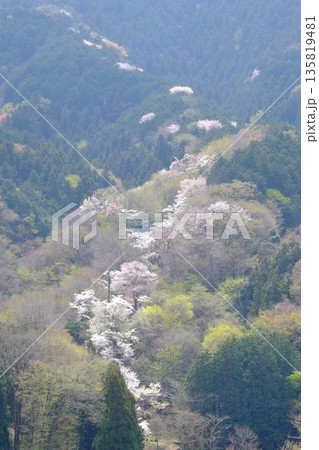 山尾根に咲く春霞の桜　【相模原市津久井　4月】 135819481