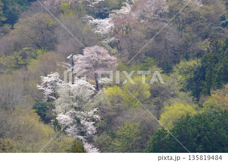桜咲く早春の山　【相模原市津久井　4月】 135819484