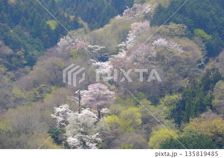 満開の桜と芽吹きの木々　【相模原市津久井　4月】 135819485
