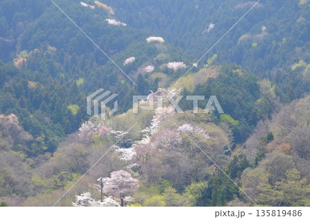 春霞の尾根筋に咲く桜と芽吹きの木々　【相模原市津久井　4月】 135819486