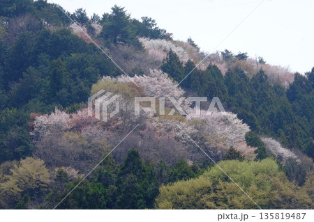 杉林に咲くさくら満開　【相模原市津久井　4月】桜 135819487