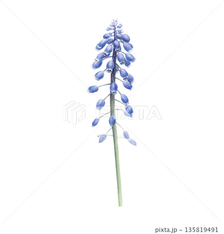 Watercolor illustration of a blue muscari flower stem with bell-shaped blossoms, delicate botanical style, ideal for spring designs, invitations, greeting cards, floral clipart and stationery 135819491