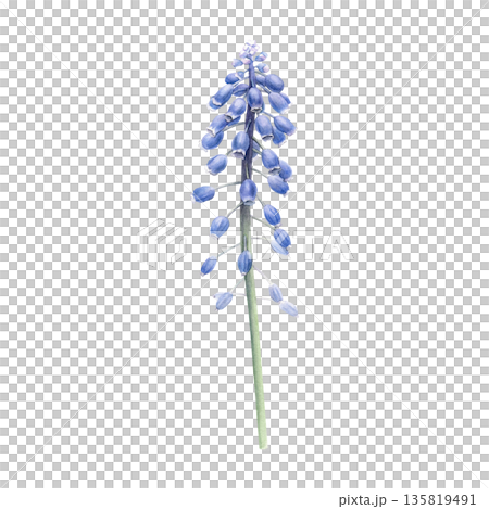 Watercolor illustration of a blue muscari flower stem with bell-shaped blossoms, delicate botanical style, ideal for spring designs, invitations, greeting cards, floral clipart and stationery 135819491
