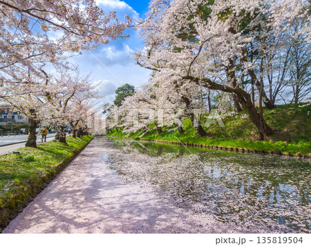 弘前公園の外濠を埋め尽くす見事な桜の花筏 (青森県、弘前市) 135819504