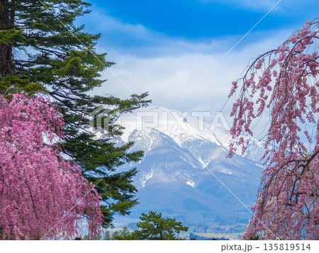 満開のシダレザクラと松の枝越しに望む残雪の岩木山 (青森県、弘前市) 135819514