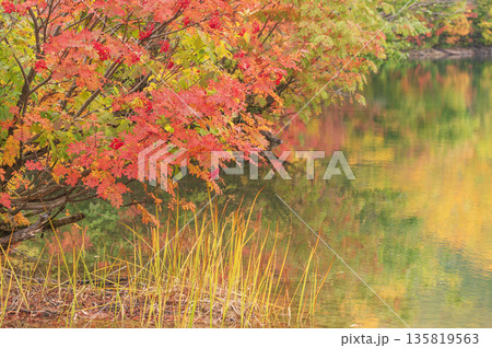 池に映る紅葉 135819563