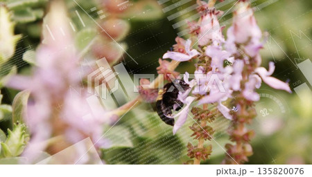 Clinging black bumblebee feeding on pink-purple blossoms in garden with digital data overlays 135820076