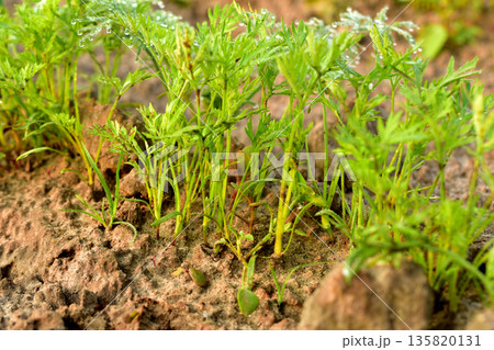 Green carrot shoots with curly leaves grow in a row in a vegetable garden. 135820131