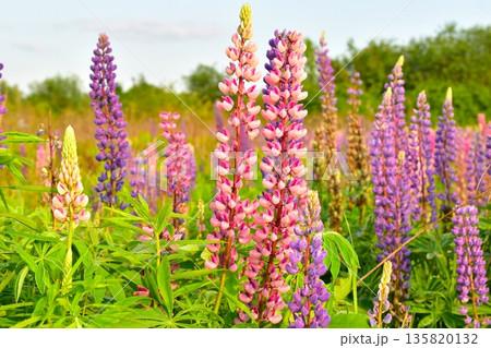 Pink and purple lupine flowers in summer. 135820132