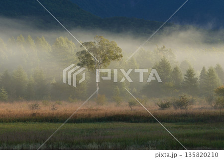 朝霧に包まれる高原 135820210