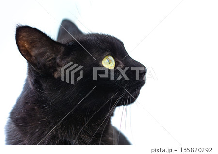 白背景の黒猫 白背景の黒猫 135820292