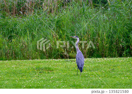 Solitary Heron in Lush Green Wetland Solitary Heron in Lush Green Wetland 135821580