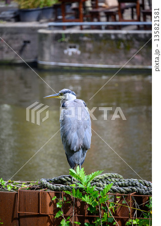 Heron by the Canal in urban setting 135821581