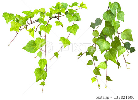 ツタの葉の切抜き(背景透過) ツタの葉の切抜き(背景透過) 135821600