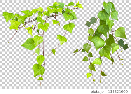 ツタの葉の切抜き(背景透過) ツタの葉の切抜き(背景透過) 135821600