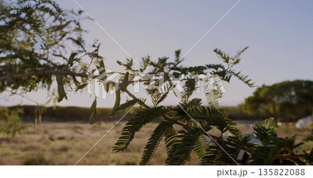 Displaying tree branch with pinnate leaves and seed pods over dry grassland with trees, sun flare 135822088