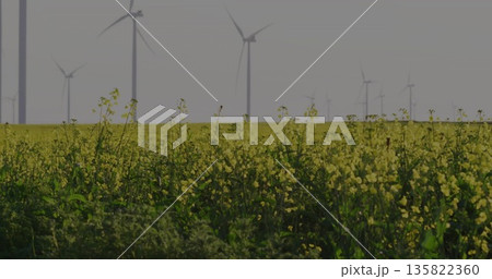 Covering flat rural farmland, dense yellow flowering plants swaying in haze with wind turbines Covering flat rural farmland, dense yellow flowering plants swaying in haze with wind turbines 135822360