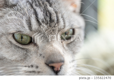 見つめる猫 サバトラ猫 見つめる猫 サバトラ猫 135822470