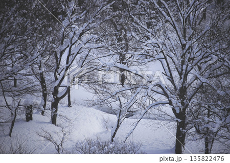 降雪の合間に薄日を受けた木立 135822476