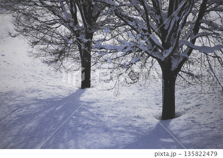 降雪の合間に薄日を受けた木立とその影 降雪の合間に薄日を受けた木立とその影 135822479