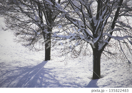 降雪の合間に薄日を受けた木立とその影 降雪の合間に薄日を受けた木立とその影 135822483