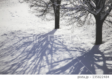 降雪の合間に薄日を受けた木立とその影 降雪の合間に薄日を受けた木立とその影 135822484