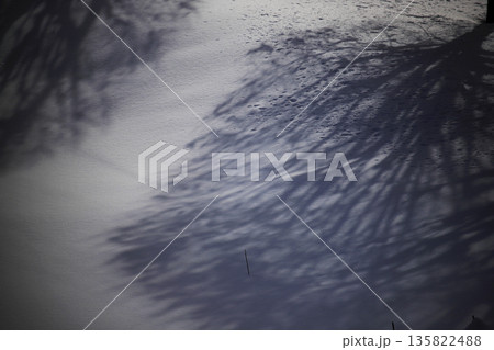 降雪の合間に薄日を受け雪原に映る木立の影 135822488