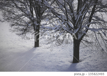 降雪の合間に薄日を受けた木立とその影 135822493