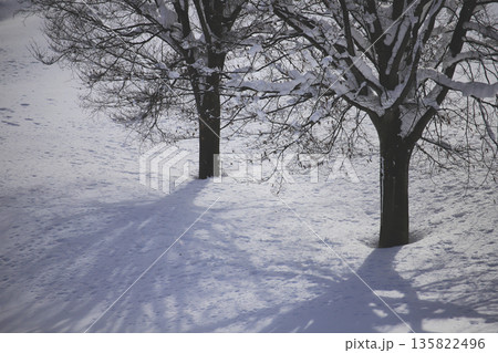 降雪の合間に枝に積もった木立の雪とその影 降雪の合間に枝に積もった木立の雪とその影 135822496