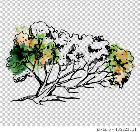 Low spreading tree, bush shaped by wind, branches in one direction, coastal character. Hand drawn ink illustration, watercolor backdrop for seaside resort, nature travel guides, environmental design. Low spreading tree, bush shaped by wind, branches in one direction, coastal character. Hand drawn ink illustration, watercolor backdrop for seaside resort, nature travel guides, environmental design. 135822511