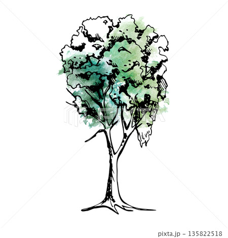 Tall ash or alder tree with delicate branching, light canopy, graceful natural vertical form. Watercolor ink hand drawn illustration for eco branding, landscape design, scenic maps, botanical posters. Tall ash or alder tree with delicate branching, light canopy, graceful natural vertical form. Watercolor ink hand drawn illustration for eco branding, landscape design, scenic maps, botanical posters. 135822518