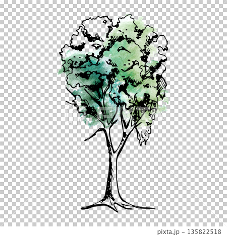 Tall ash or alder tree with delicate branching, light canopy, graceful natural vertical form. Watercolor ink hand drawn illustration for eco branding, landscape design, scenic maps, botanical posters. Tall ash or alder tree with delicate branching, light canopy, graceful natural vertical form. Watercolor ink hand drawn illustration for eco branding, landscape design, scenic maps, botanical posters. 135822518