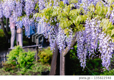 藤の花　亀戸天神 135822548
