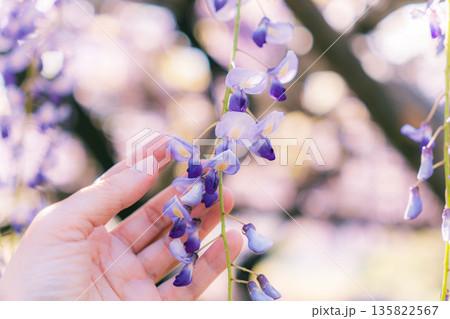 藤の花　手 135822567