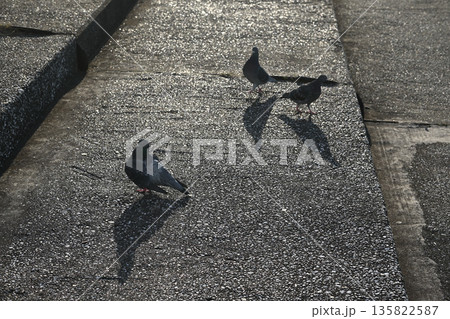 陽射しを浴びて群れる鳩 陽射しを浴びて群れる鳩 135822587
