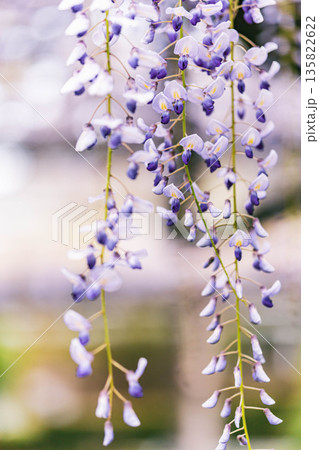藤の花 クローズアップ 藤の花 クローズアップ 135822622