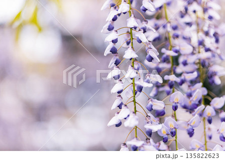 藤の花　クローズアップ 135822623