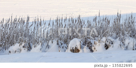 Cattails and frosted reeds standing tall along a frozen lake shore covered in deep white snow during winter Cattails and frosted reeds standing tall along a frozen lake shore covered in deep white snow during winter 135822695