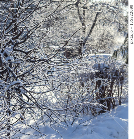 Frosty tree branches covered in snow during winter, illuminated by bright sunlight creating a cold weather scene Frosty tree branches covered in snow during winter, illuminated by bright sunlight creating a cold weather scene 135822699