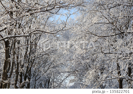Frozen forest branches showing intricate patterns of white frost against a clear blue winter sky Frozen forest branches showing intricate patterns of white frost against a clear blue winter sky 135822701