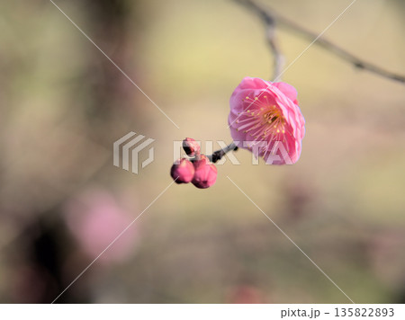 晴れた1月に咲いた美しいピンク色の梅の花「未開紅(ミカイコウ)」 晴れた1月に咲いた美しいピンク色の梅の花「未開紅(ミカイコウ)」 135822893