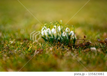 White Galanthus nivalis Flowers Growing in Early Spring Forest White Galanthus nivalis Flowers Growing in Early Spring Forest 135823061