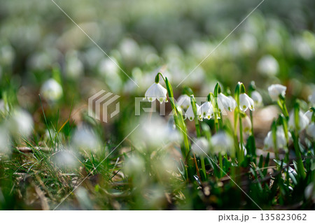 White Leucojum vernum Flowers Growing in Early Spring Forest Light 135823062