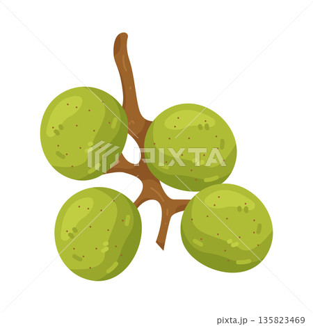 Illustration of Scuppernong Grape Illustration of Scuppernong Grape 135823469