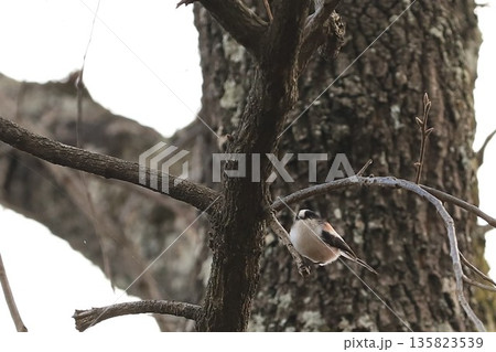 木に止まるエナガ 135823539