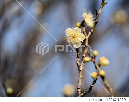 晴れた1月に美しく咲いた白い梅の花「月影（ツキカゲ）」 135823659